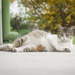 Prendersi cura di una gatta in gravidanza: consigli utili