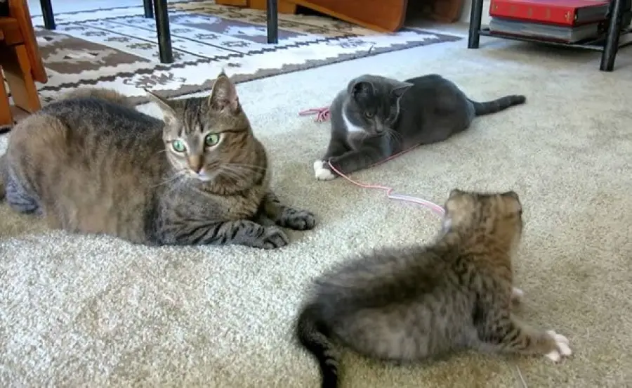 Gattino cieco perde il giocattolo e gli amici lo aiutano! [VIDEO]