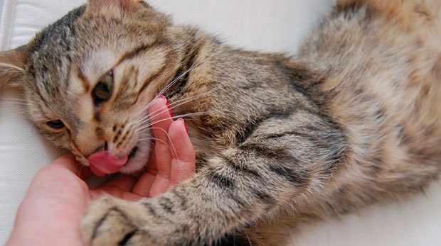 Due gatti in cerca di attenzioni! [VIDEO]