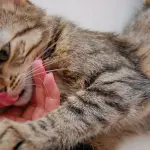 Due gatti in cerca di attenzioni! [VIDEO]