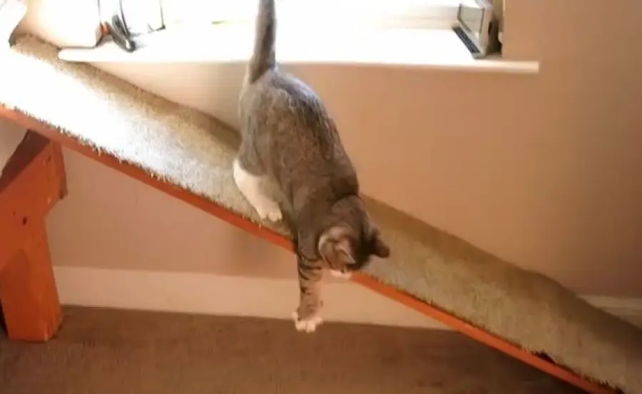 Gatto cieco sale e scende da una rampa! [VIDEO]