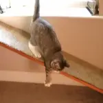 Gatto cieco sale e scende da una rampa! [VIDEO]