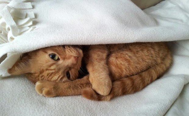 Il gatto che sveglia il suo padrone! [VIDEO]