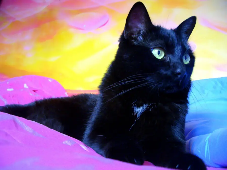 Mamma gatta mette in salvo i propri cuccioli! [VIDEO]