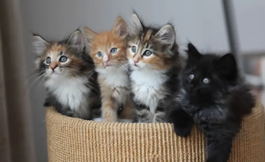 Sua maestà il Gatto! Documentario bellissimo! [VIDEO]