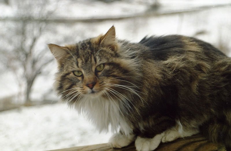 Bellissimi cuccioli di gatto norvegese delle foreste! [VIDEO]