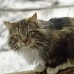 Bellissimi cuccioli di gatto norvegese delle foreste! [VIDEO]