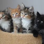 Sua maestà il Gatto! Documentario bellissimo! [VIDEO]