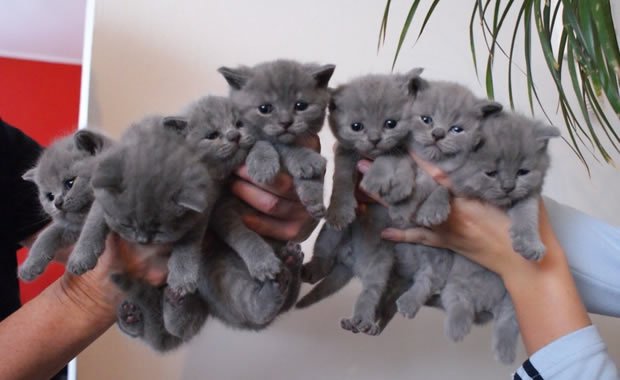 Crescita di meravigliosi gatti certosino! [VIDEO]