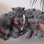 Crescita di meravigliosi gatti certosino! [VIDEO]