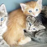 I gattini più dolci del web, adorabili! [VIDEO]	