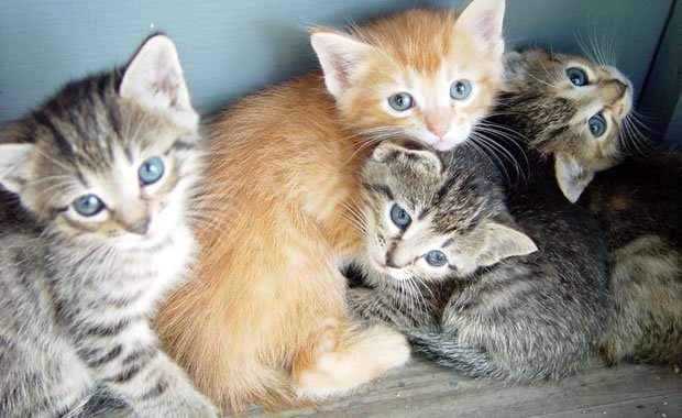 I gattini più dolci del web, adorabili! [VIDEO]	