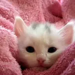 Come accudire un gattino trovatello nelle prime settimane