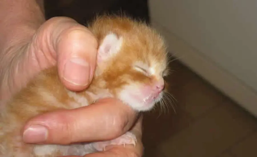 Gattino rosso abbandonato viene allattato dalla siringa [VIDEO]