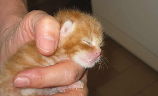 Gattino rosso abbandonato viene allattato dalla siringa [VIDEO]