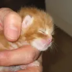 Gattino rosso abbandonato viene allattato dalla siringa [VIDEO]