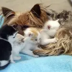 Cane si prende cura di cuccioli di gatto appena nati [VIDEO]