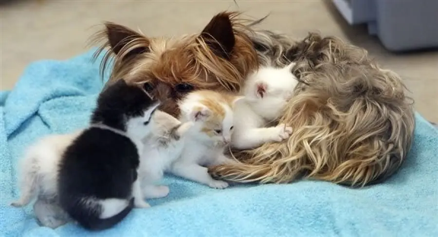 Cane si prende cura di cuccioli di gatto appena nati [VIDEO]