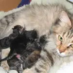 Gattini appena nati banchettano felici! [VIDEO]