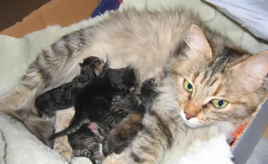 Gattini appena nati banchettano felici! [VIDEO]