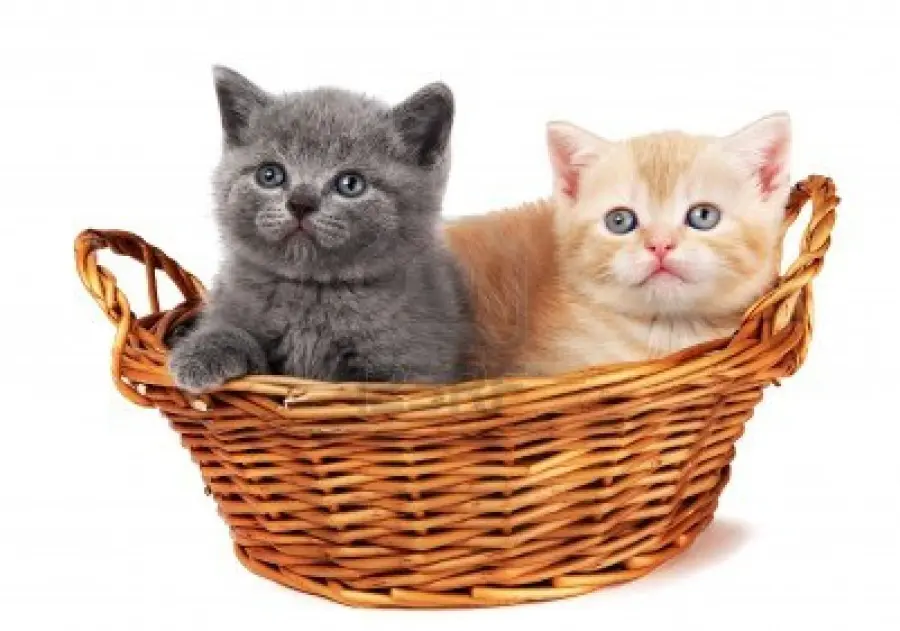 Come ci vedono i gatti: per loro siamo altri felini!