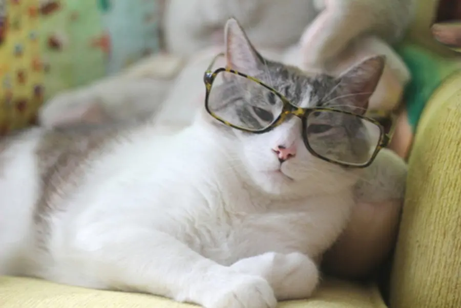 Ecco come vedono i gatti! [FOTO]