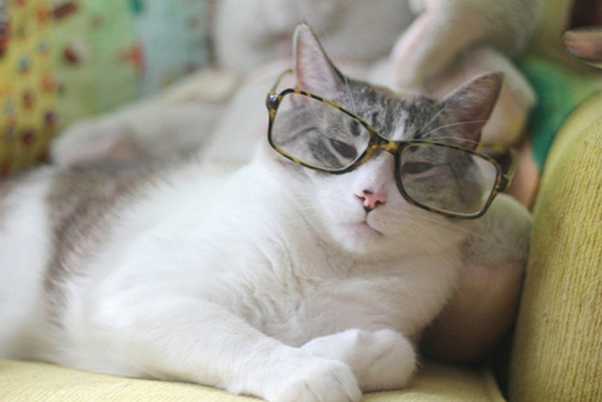 Ecco come vedono i gatti! [FOTO]