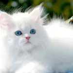 Gatti persiani: come curare occhi e pelo