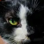 Ritrova il suo gatto grazie a Facebook dopo tre anni!