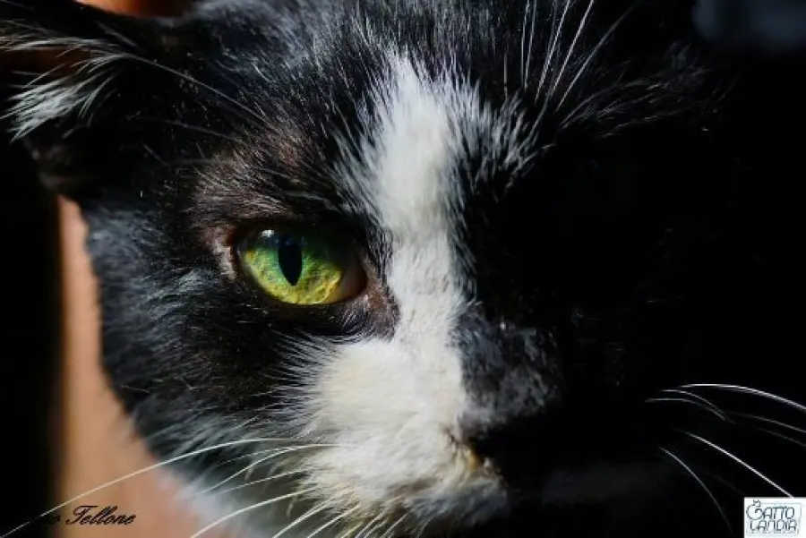 Ritrova il suo gatto grazie a Facebook dopo tre anni!