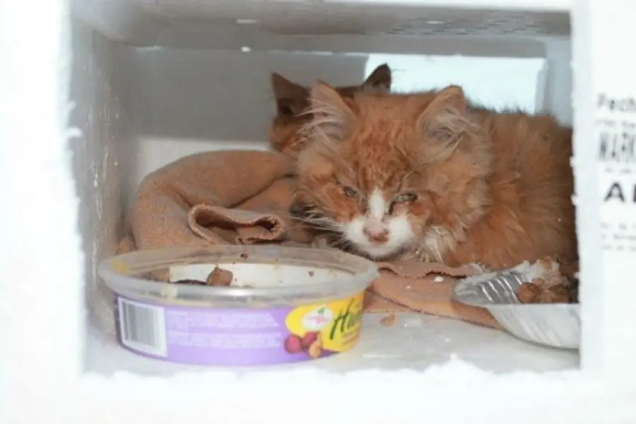 Gattini abbandonati nella neve e salvati da un automobilista! [FOTO]