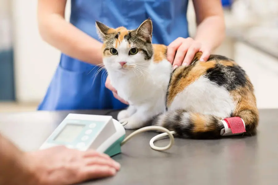 Medicine al gatto, come dargliele senza stressarlo