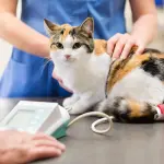 Medicine al gatto, come dargliele senza stressarlo