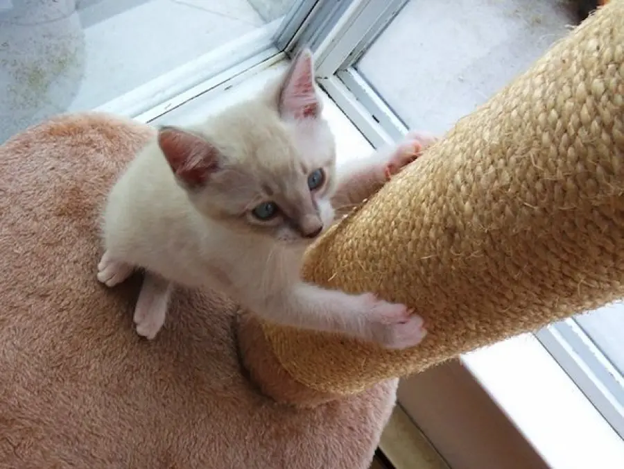 Come evitare che il gatto graffi mobili e divani