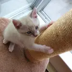 Come evitare che il gatto graffi mobili e divani