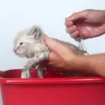 Come lavare un gattino! [VIDEO]