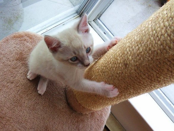 Come evitare che il gatto graffi mobili e divani