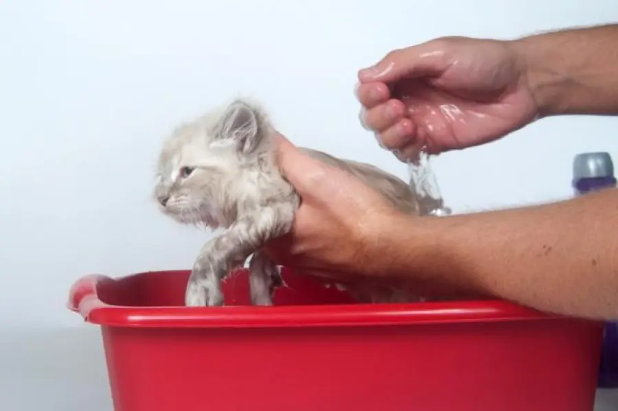 Come lavare un gattino! [VIDEO]