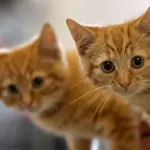 Salvataggio di 8 gattini abbandonati nella spazzatura! [VIDEO]