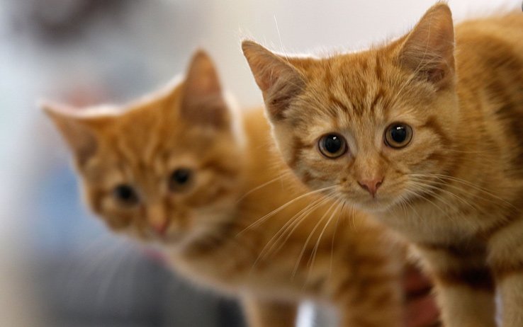 Salvataggio di 8 gattini abbandonati nella spazzatura! [VIDEO]