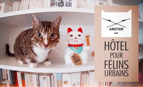 Città a misura di gatto: Parigi! [VIDEO]