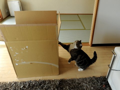 Gatto che ama giocare con una scatola grandissima! [VIDEO]