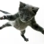 Bellissimi gattini volanti in slow motion! [VIDEO]