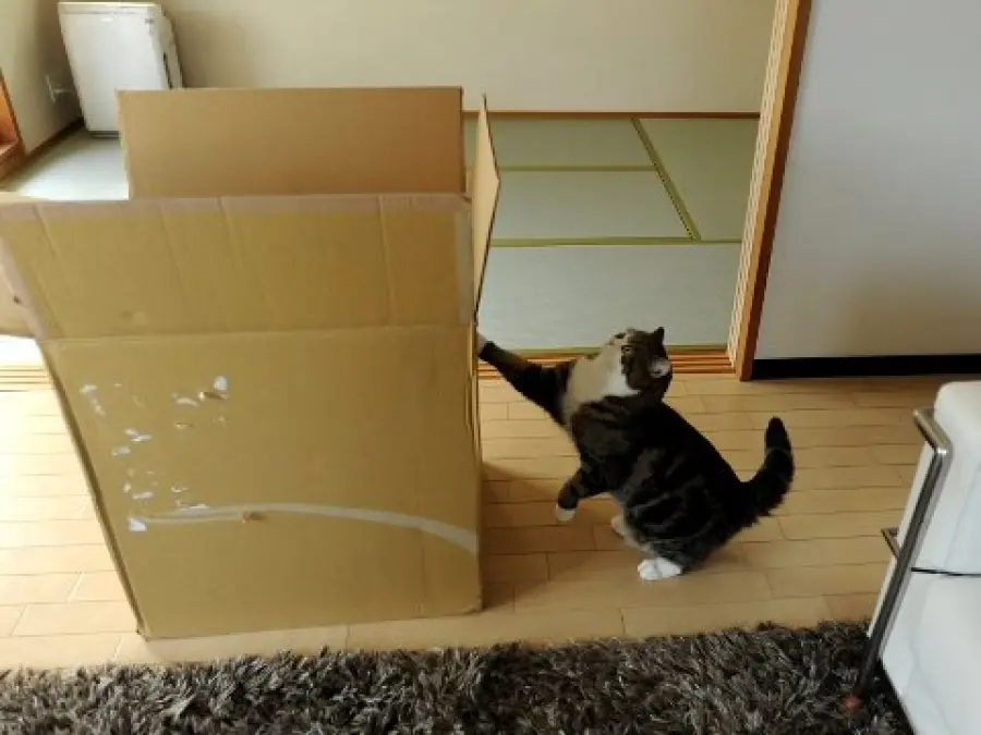 Gatto che ama giocare con una scatola grandissima! [VIDEO]