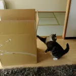 Gatto che ama giocare con una scatola grandissima! [VIDEO]