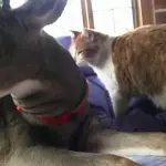Tenera amicizia tra un gatto e un cervo! [VIDEO]