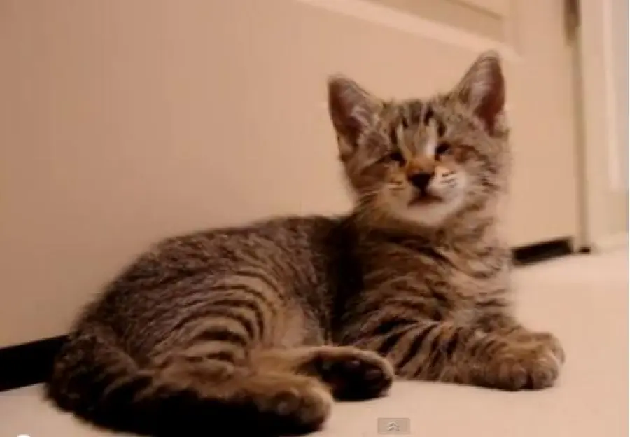 Gatto non vedente gioca per la prima volta!