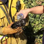 Vigile del fuoco salva gattino in pericolo, video emozionante!