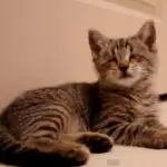 Gatto non vedente gioca per la prima volta!