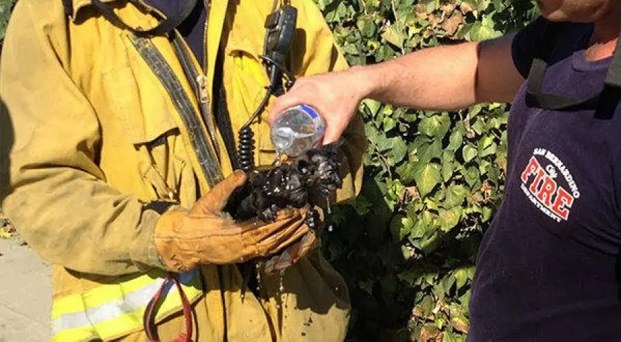 Vigile del fuoco salva gattino in pericolo, video emozionante!